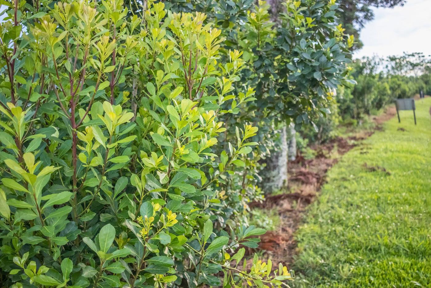 Plantio de erva-mate no Paraná